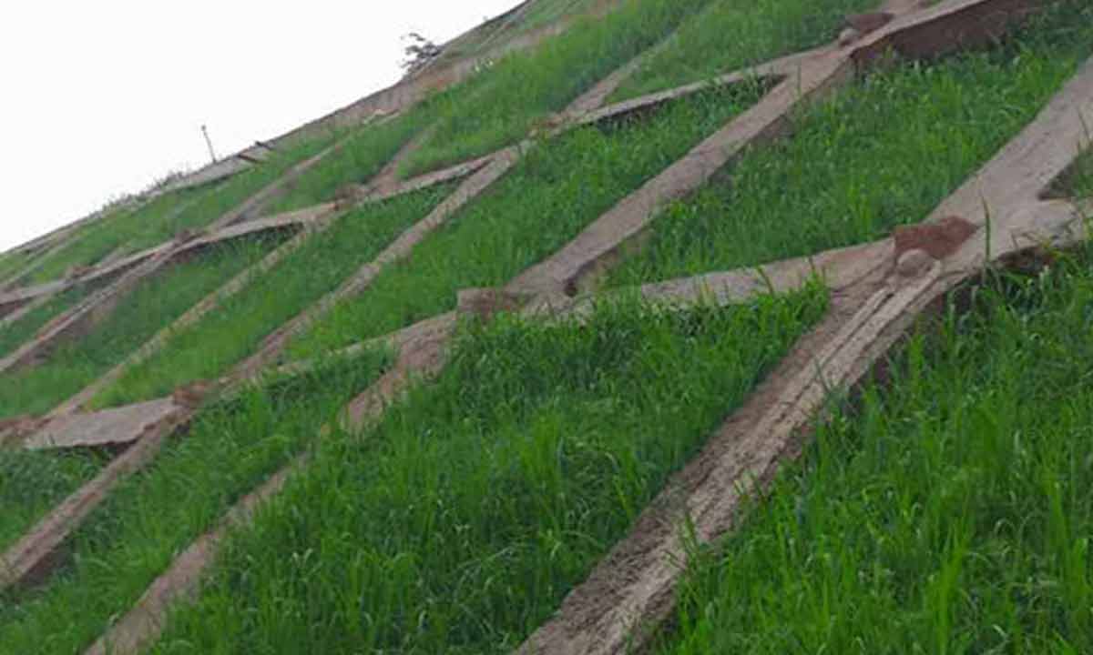 武深高速嘉通段邊坡復(fù)綠項目